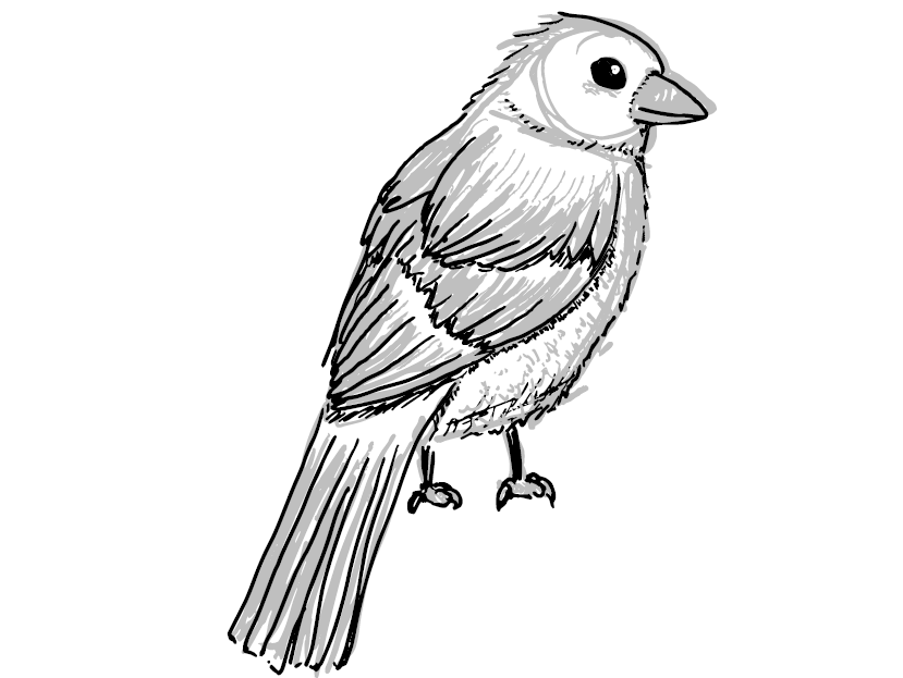 Dessin d'un moineau